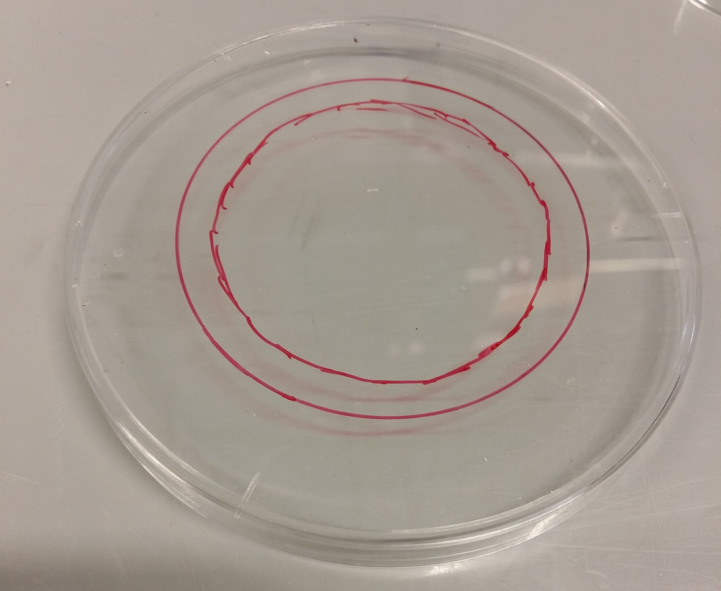 Outline for the opening in the larger petri dish.