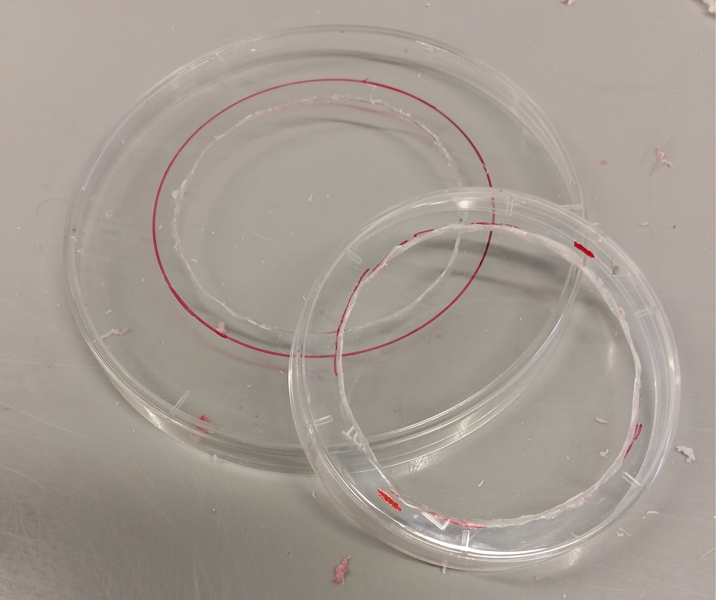 Openings in both petri dishes.