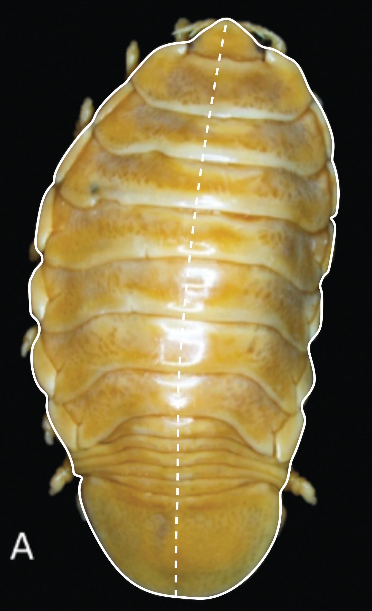 Outline and midline drawing on the base image. Base image:  *Elthusaacutinasa* sp. from Van der Wal et al. 2019 *ZooKeys*